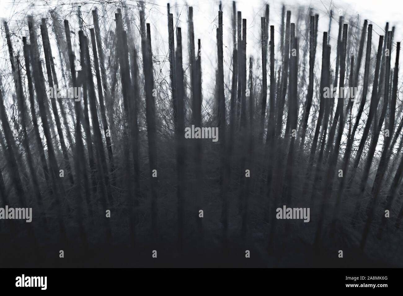 Libre d'aiguilles en acier brosse polissoir doux et les poils d'animaux recueillis lors du toilettage Session. Allégorie de la forêt sombre effrayant. Banque D'Images