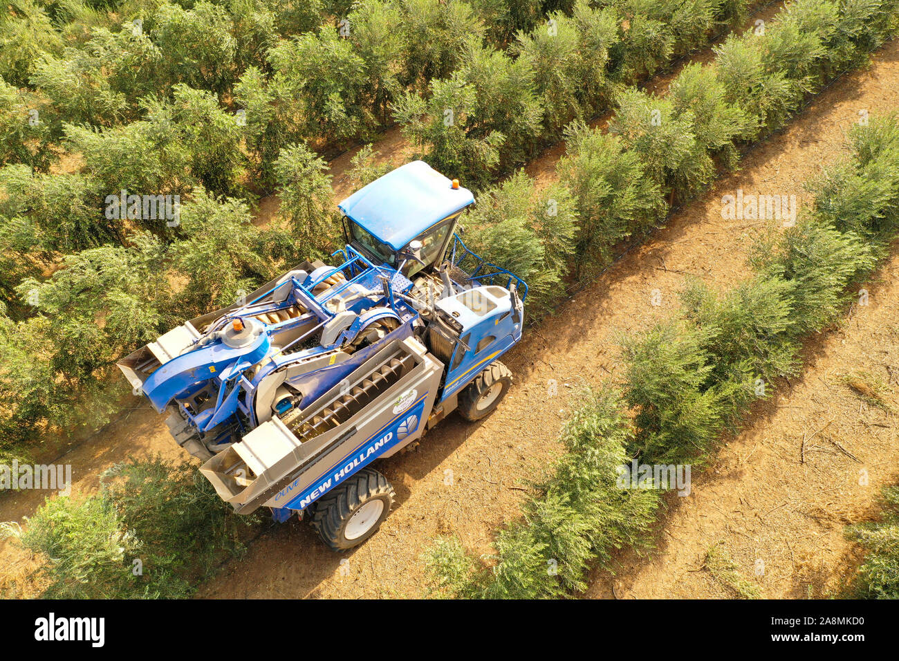 New Holland moissonneuse Olive travaillant dans un champ, vue aérienne. Banque D'Images