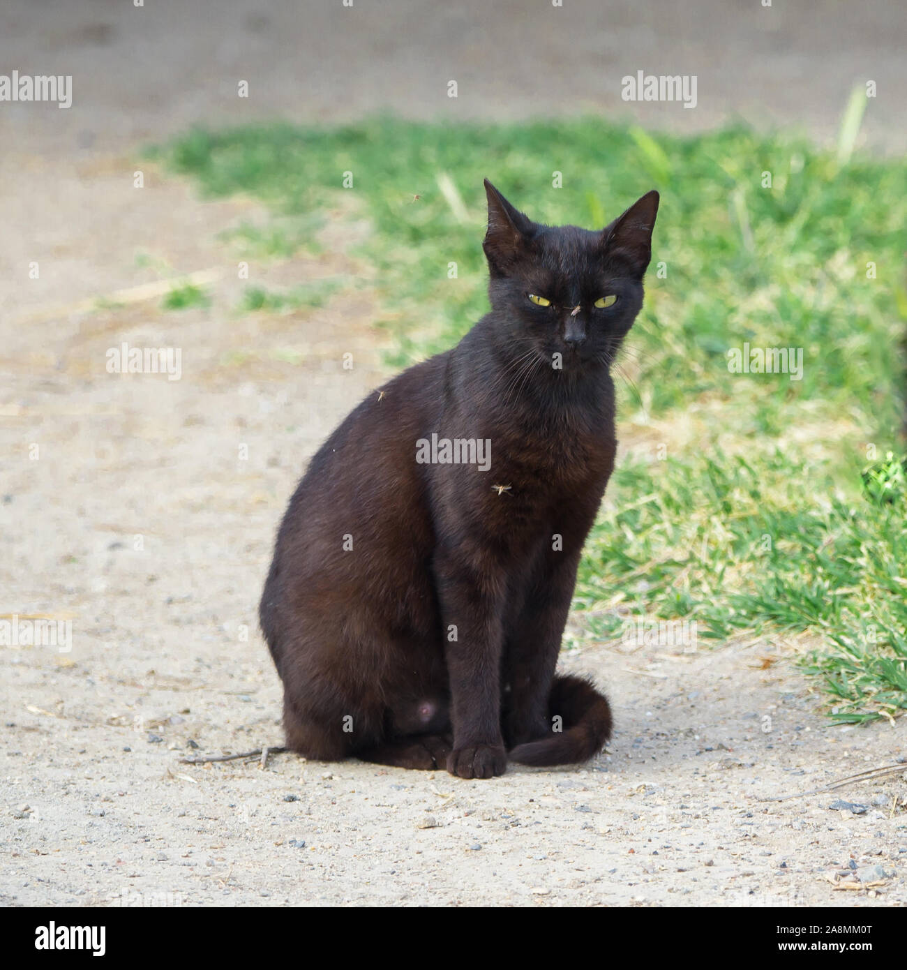 Chat Qui Louche A Un Moustique Mis Sur Son Museau Photo Stock Alamy