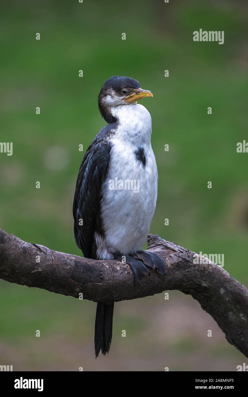 Little Pied Cormorant, Microcarbo melanolécos, oiseaux de mer Banque D'Images