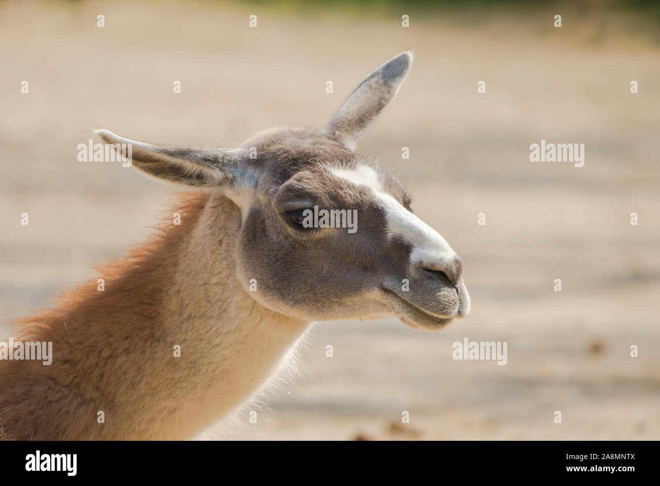 Alpaga Lama Tete Drole Photo Stock Alamy Alpaga Lama Tete Drole Photo Stock Alamy
