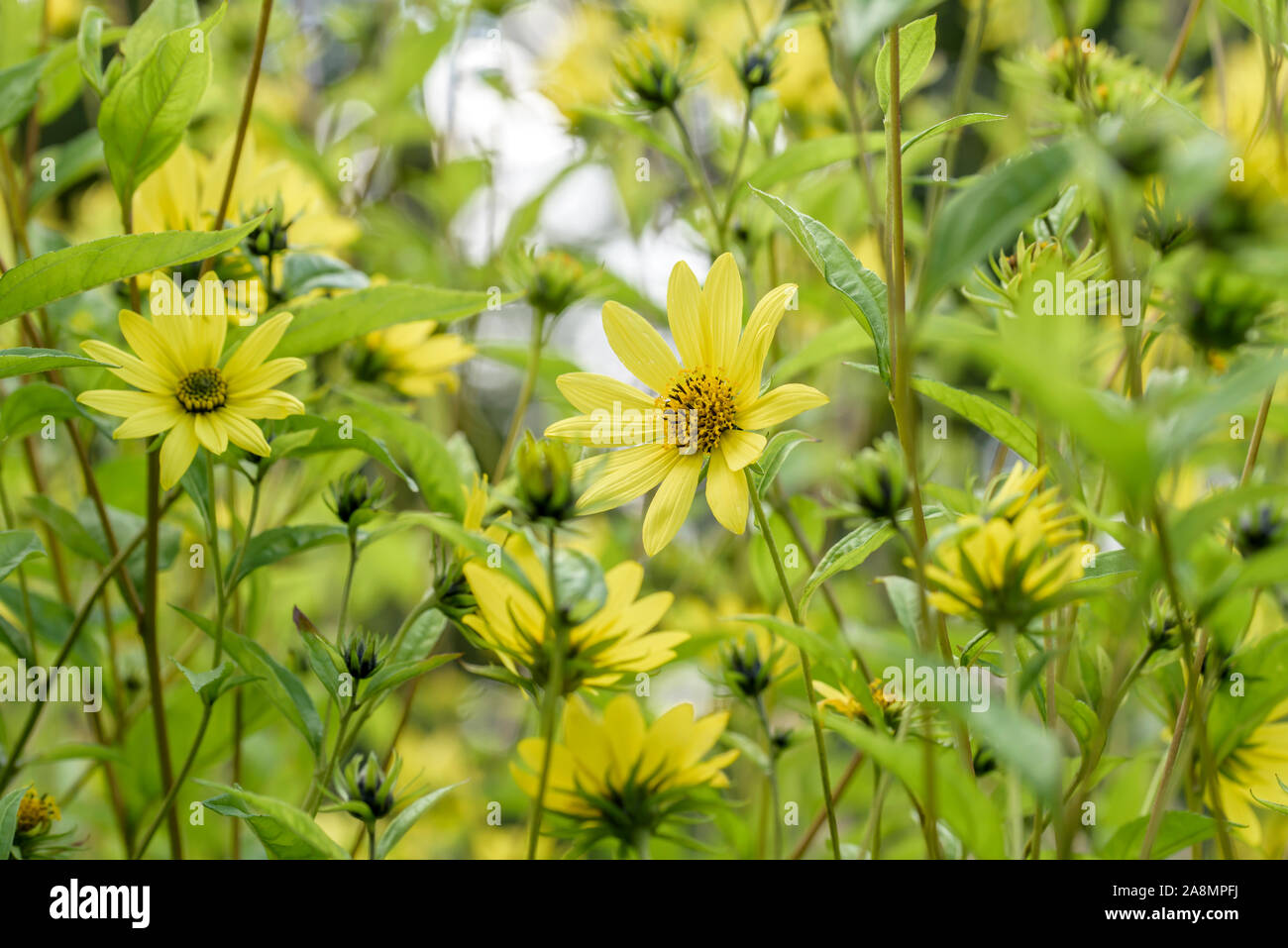 Kleinköpfige Sonnenblume (Helianthus 'Lemon Queen') Banque D'Images