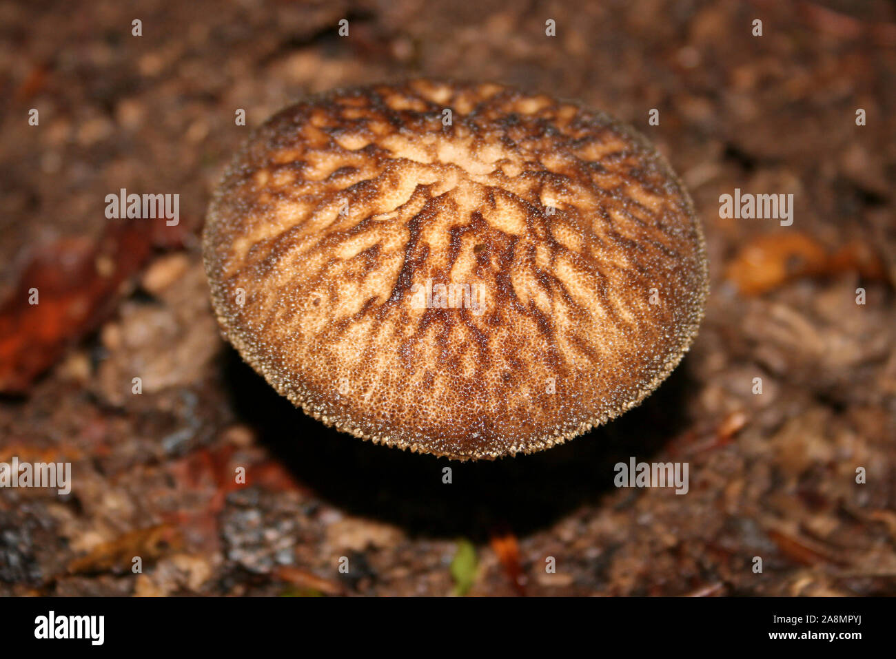 Bouclier de velours Pluteus umbrosus de champignons Banque D'Images