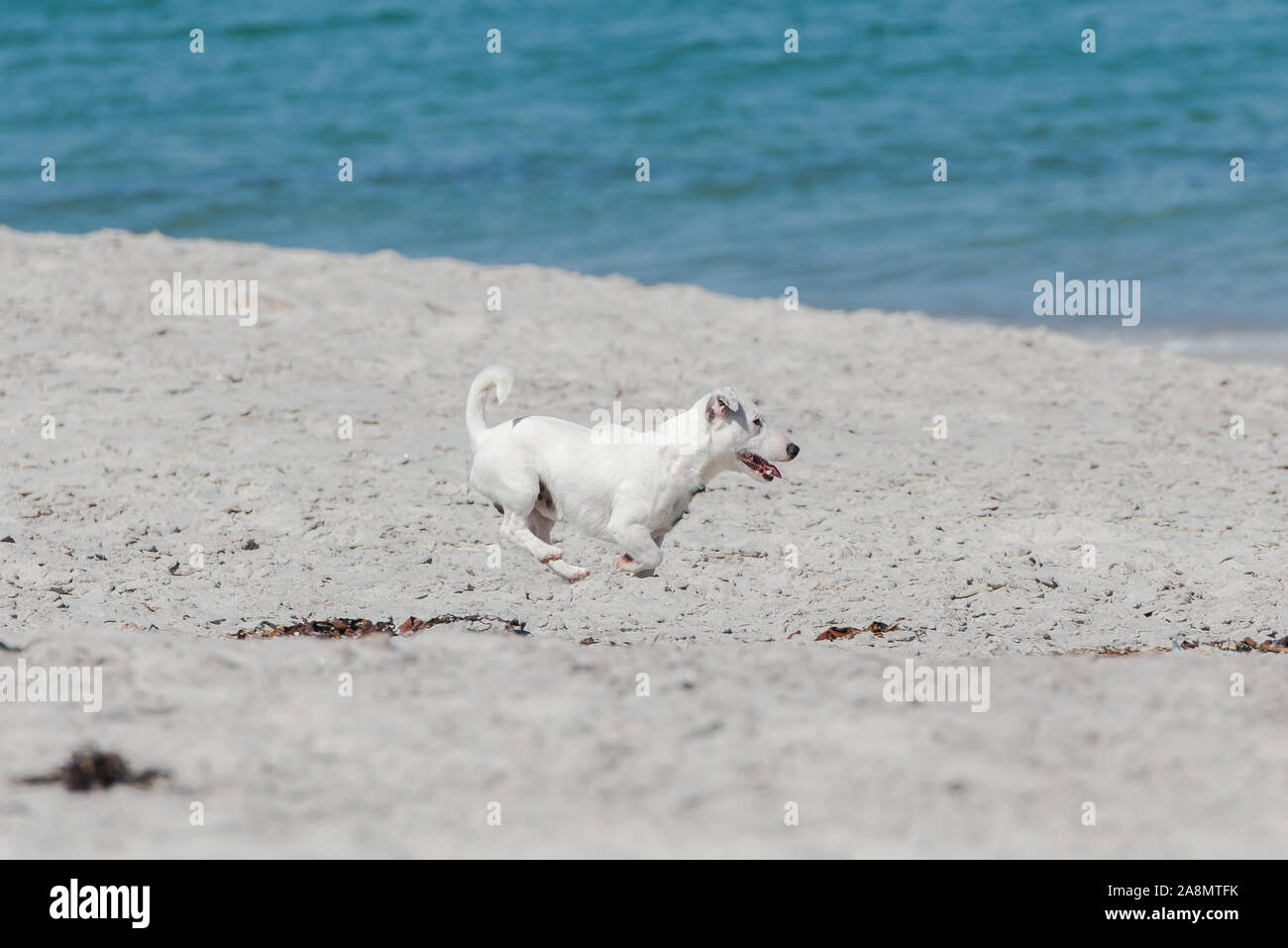 Petit chien blanc Jack Russell, fonctionnant sur une plage de sable blanc Banque D'Images