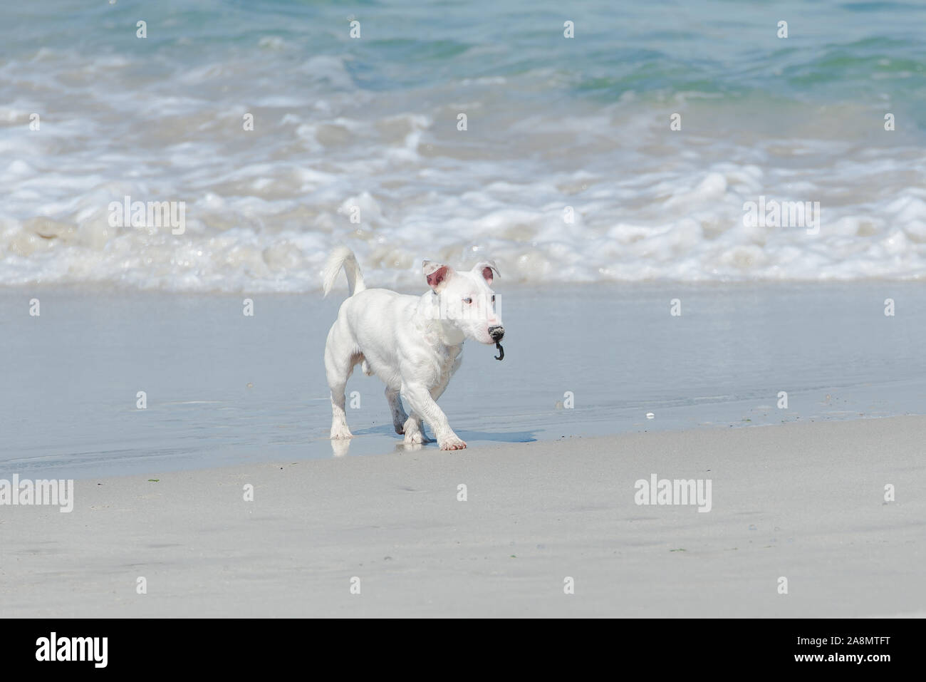 Petit chien blanc Jack Russell, fonctionnant sur une plage de sable blanc Banque D'Images