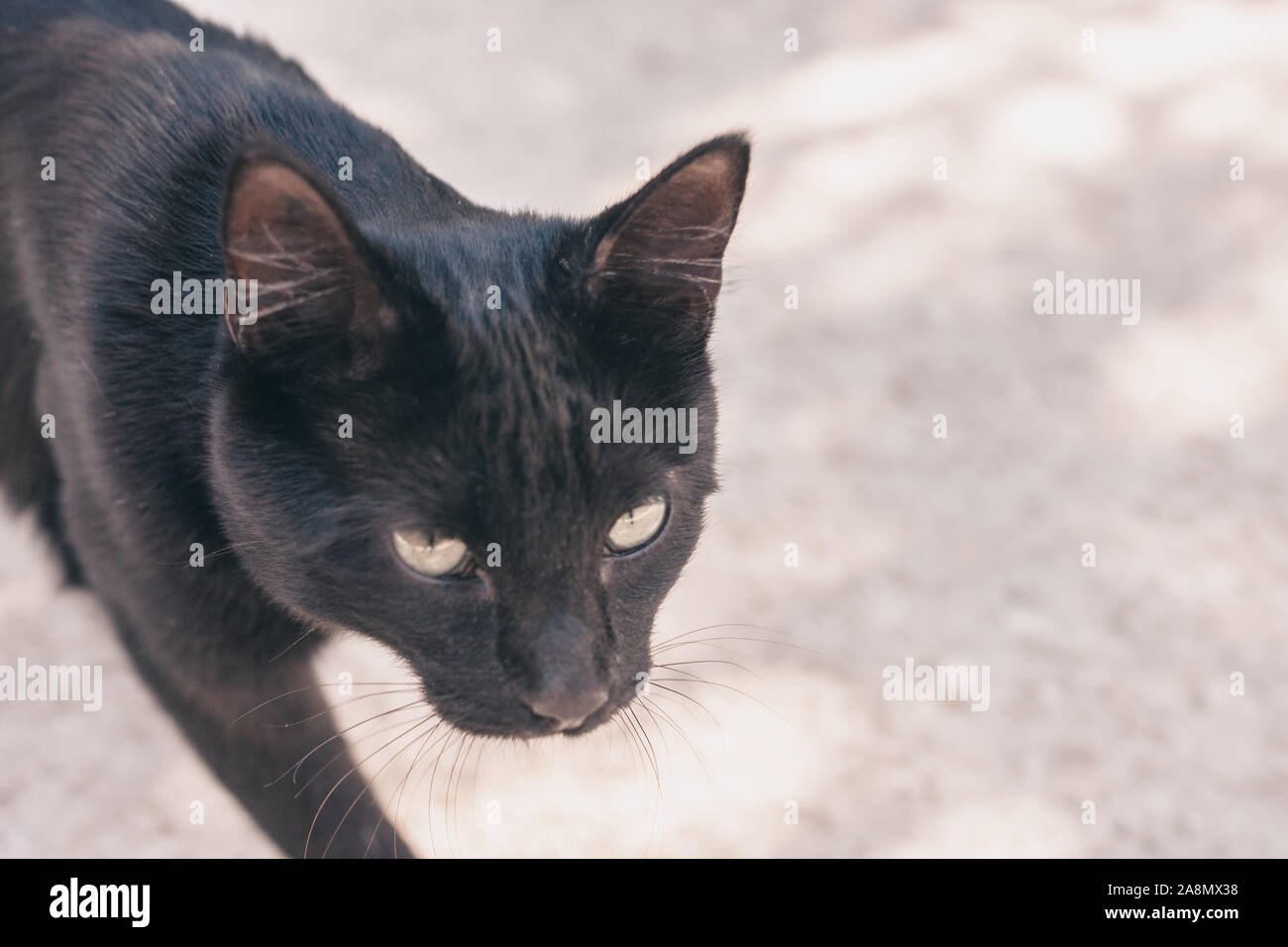 Chat marche noir par lui-même - la liberté de choix Banque D'Images