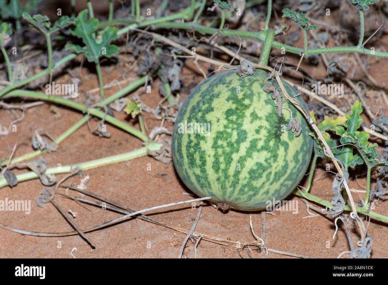 Désert (Citrullus colocynthis) Squash (Handhal) dans le sable dans les Emirats arabes unis (EAU) pendant la nuit. Banque D'Images