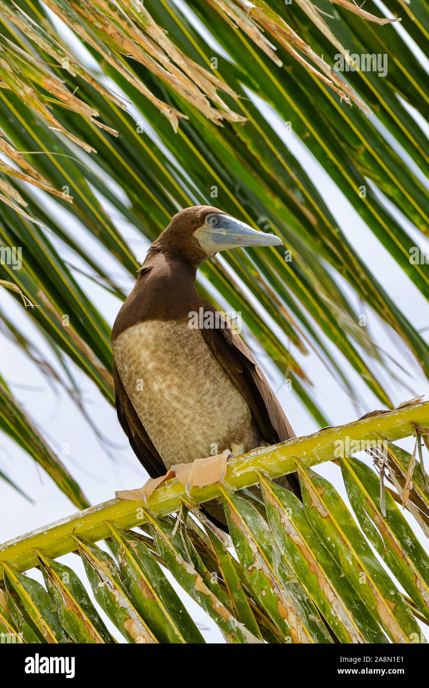 , Fou brun Sula leucogaster, magnifiques oiseaux en polynésie francaise Banque D'Images