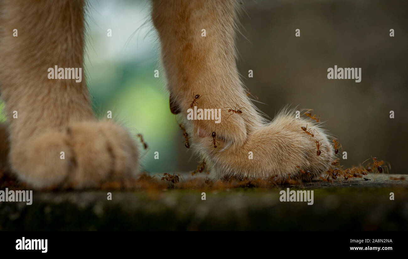 Les fourmis qui ne mordent pas grimper les jambes d'un chat brun Banque D'Images