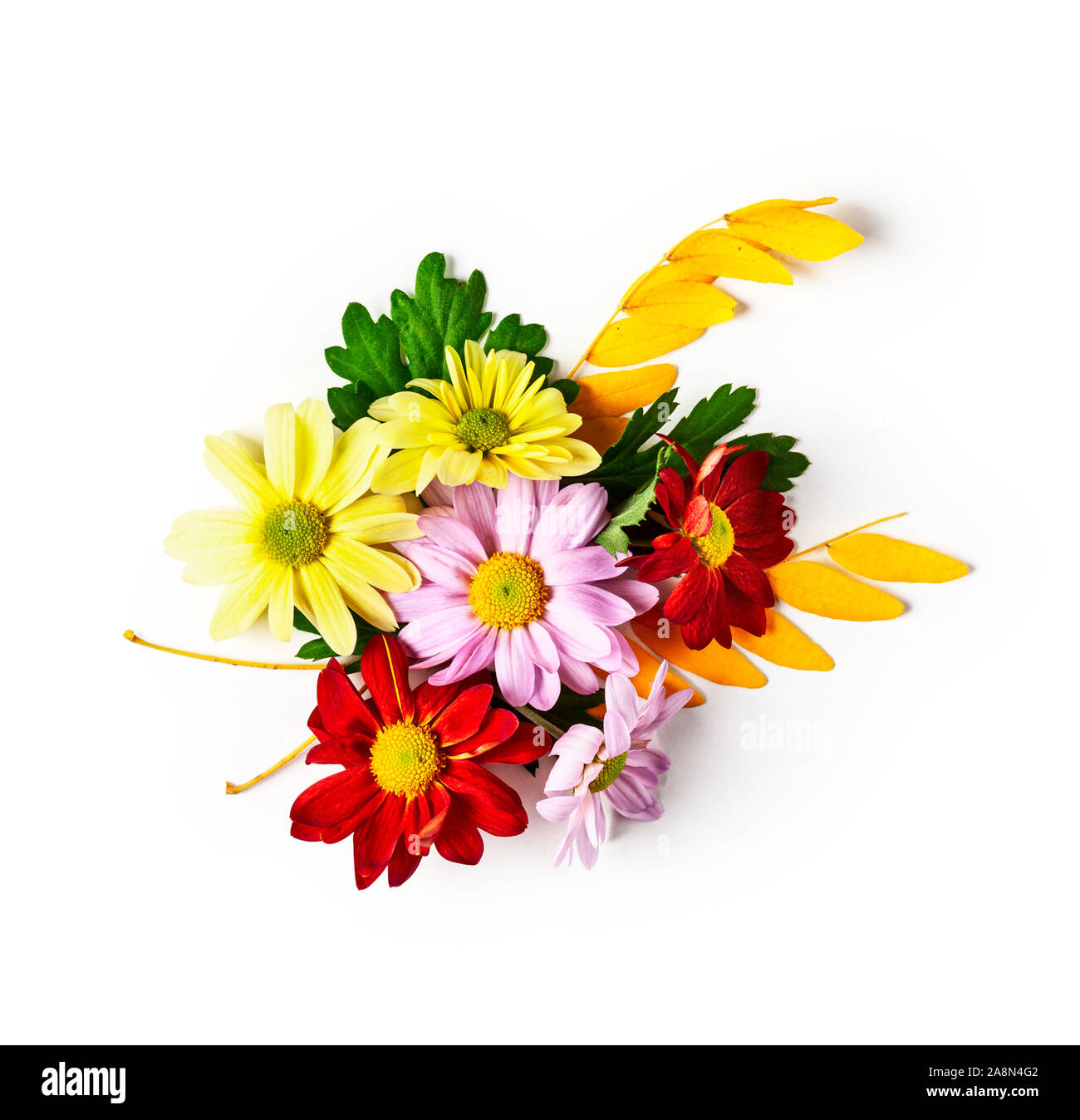 Fleurs chrysanthème avec feuilles de composition. Arrangement de fleurs automne isolé sur fond blanc chemin de détourage inclus. Haut de la vue, télévision lay. Flor Banque D'Images