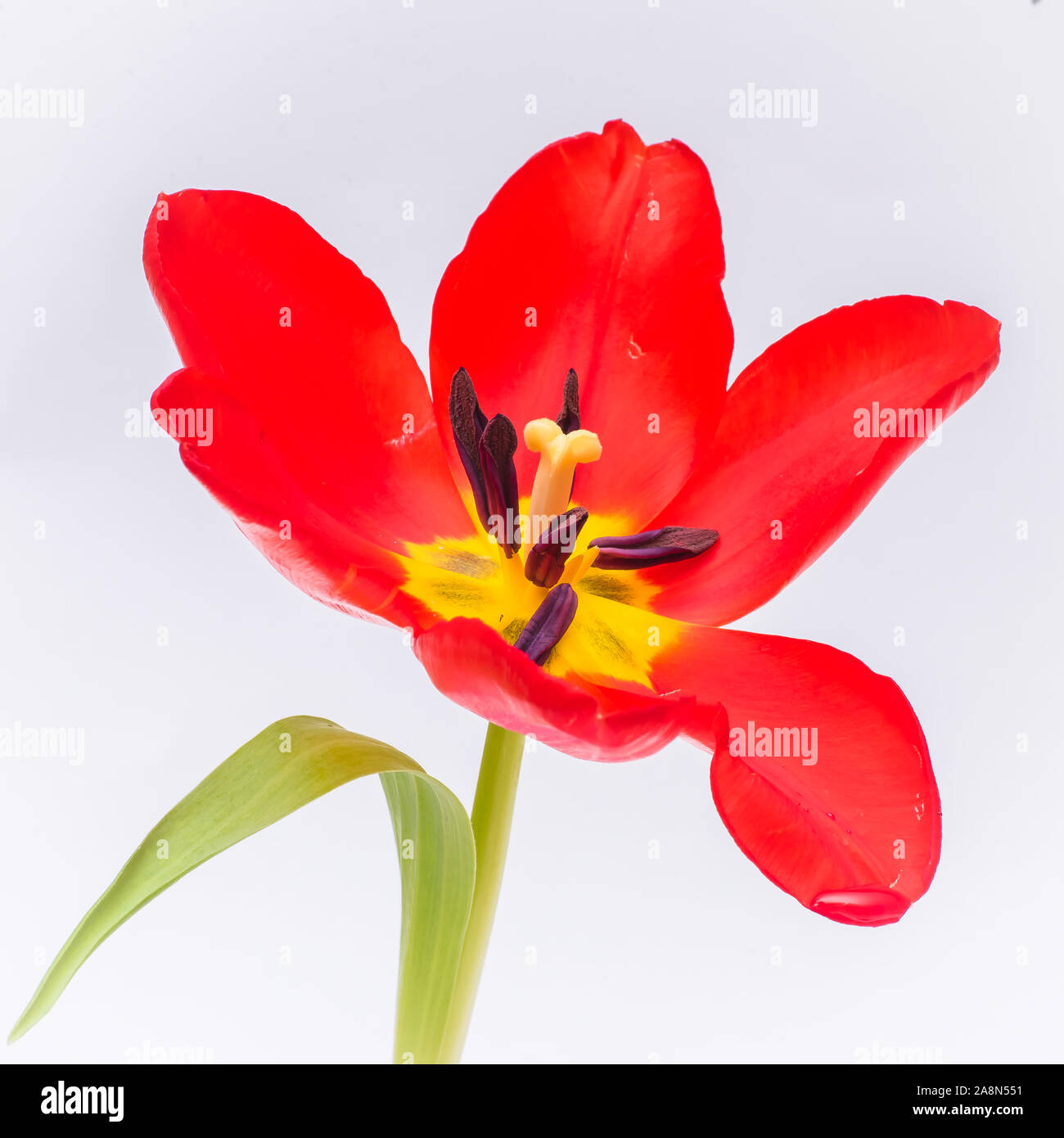 Tulipe rouge, fleur isolée sur un fond blanc Banque D'Images