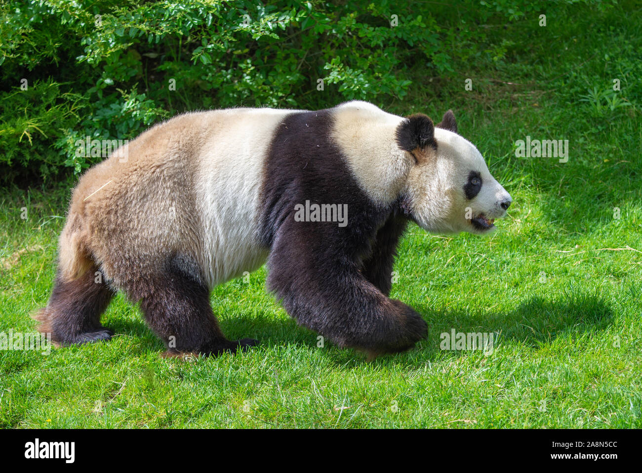 Le panda géant, jeune ours panda marcher dans l'herbe, drôle attitude Banque D'Images