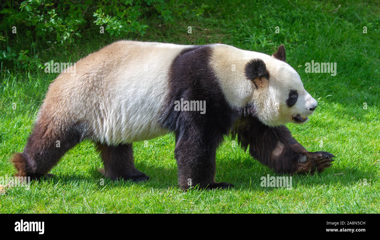 Le panda géant, jeune ours panda marcher dans l'herbe, drôle attitude Banque D'Images