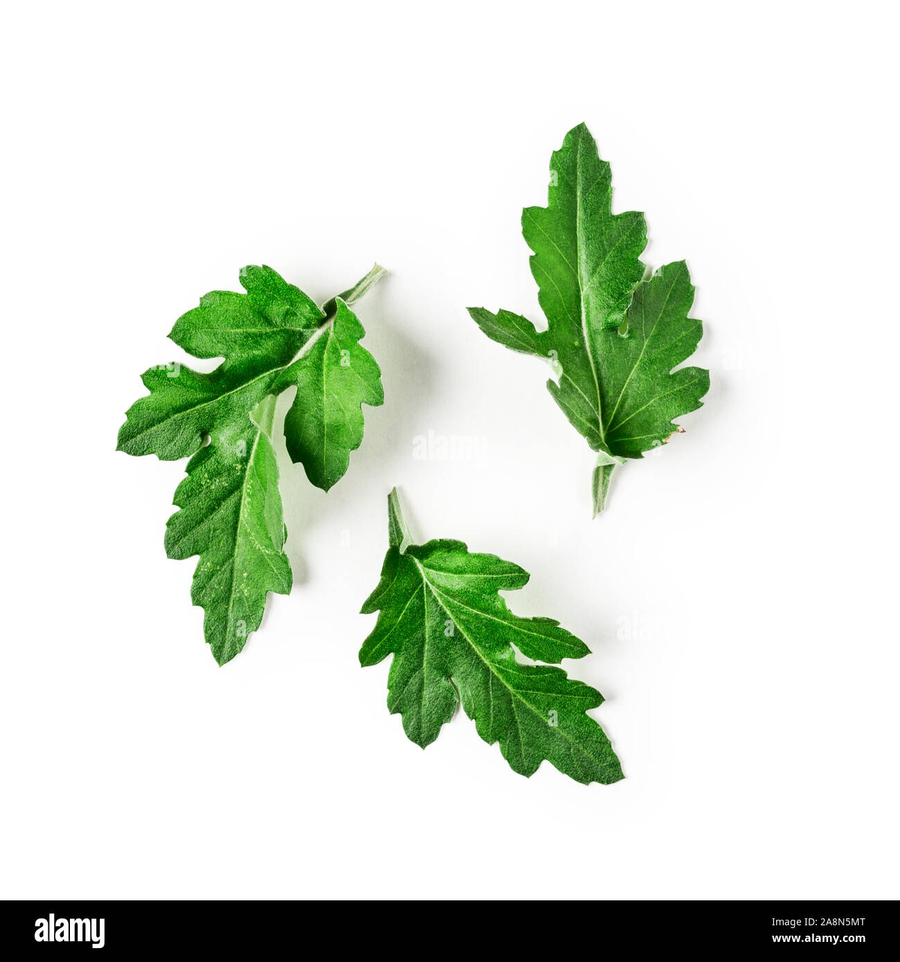 Chrysanthème vert feuilles de composition. Arrangement de fleurs d'automne sur isolé sur fond blanc chemin de détourage inclus. Haut de la vue, télévision lay. D Floral Banque D'Images