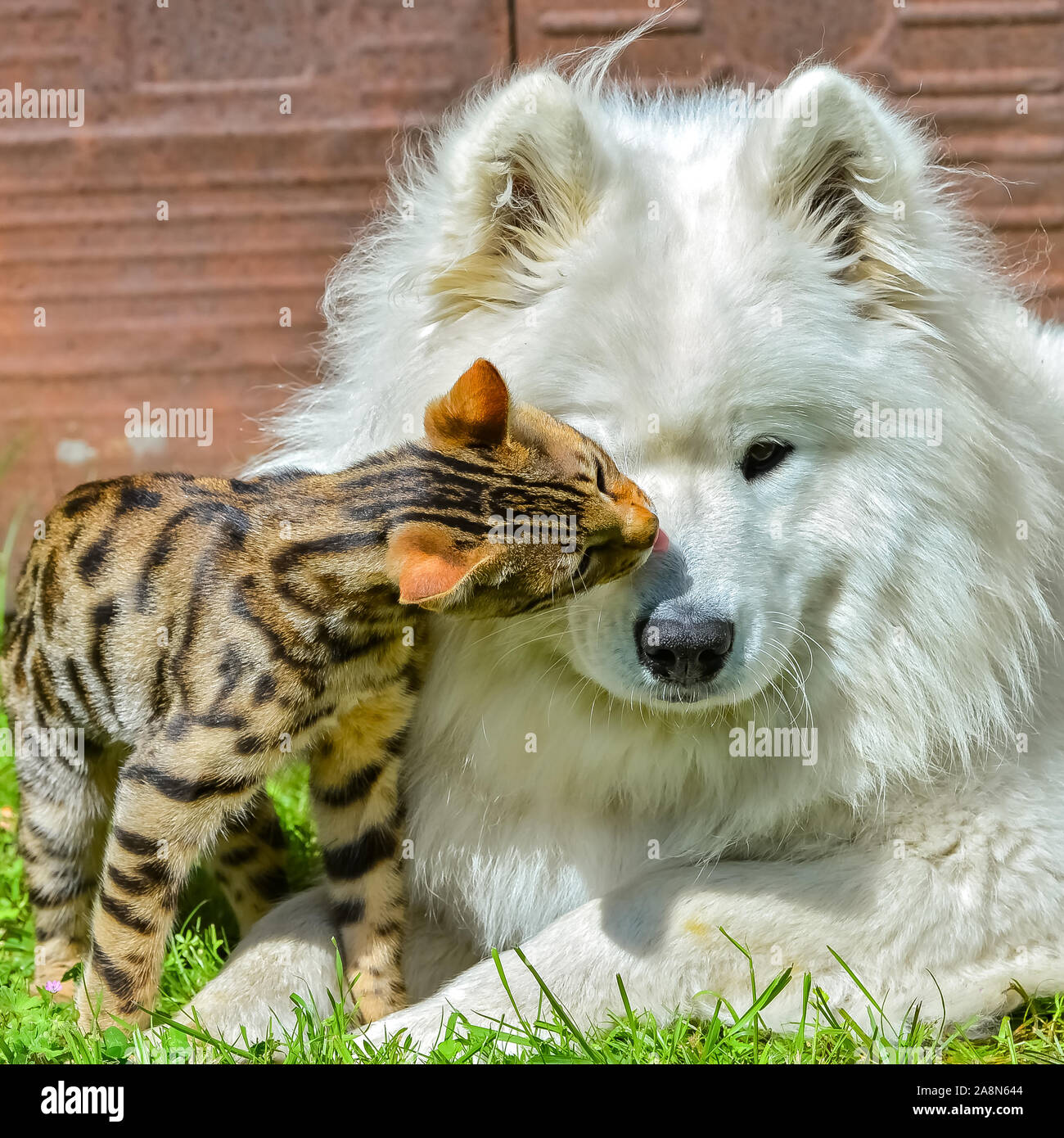 Un Chien Chat Jouant Ensemble L Amour Samoyede Chien Et Chat Bengal Jeunes Photo Stock Alamy