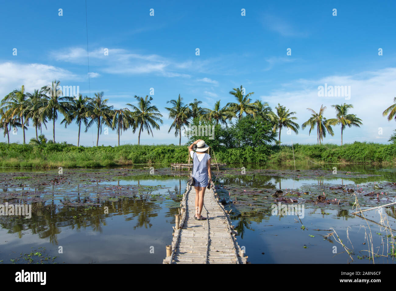 La femme sur le pont de bambou sur l'étang de lotus contexte et cocotiers. Banque D'Images