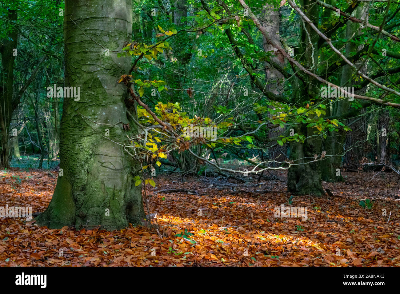 Les hêtres en forêt en automne quand les feuilles tombent Banque D'Images