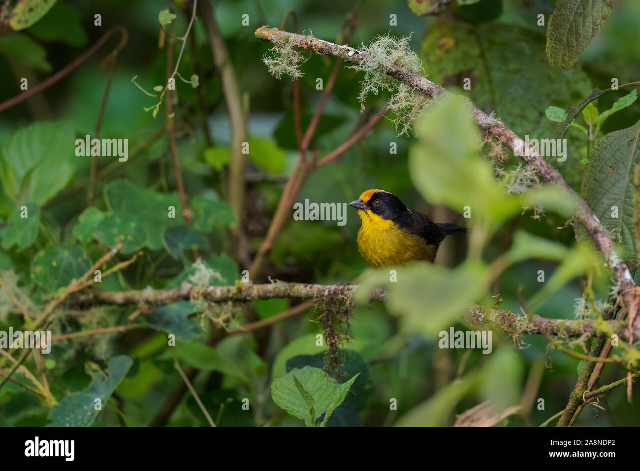 Balai à cou pâle-finch - Atlapetes pallidinucha, timide et pinceau noir-jaune à partir de pentes andines Finch de l'Amérique du Sud, l'Équateur, Guango lodge. Banque D'Images