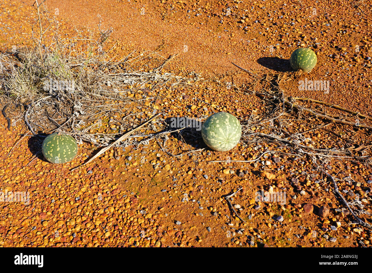 Avis de melon riz sauvage (Citrullus lanatus), une espèce envahissante liée à la pastèque sauvage de plus en plus le long des routes dans l'ouest de l'Australie Banque D'Images