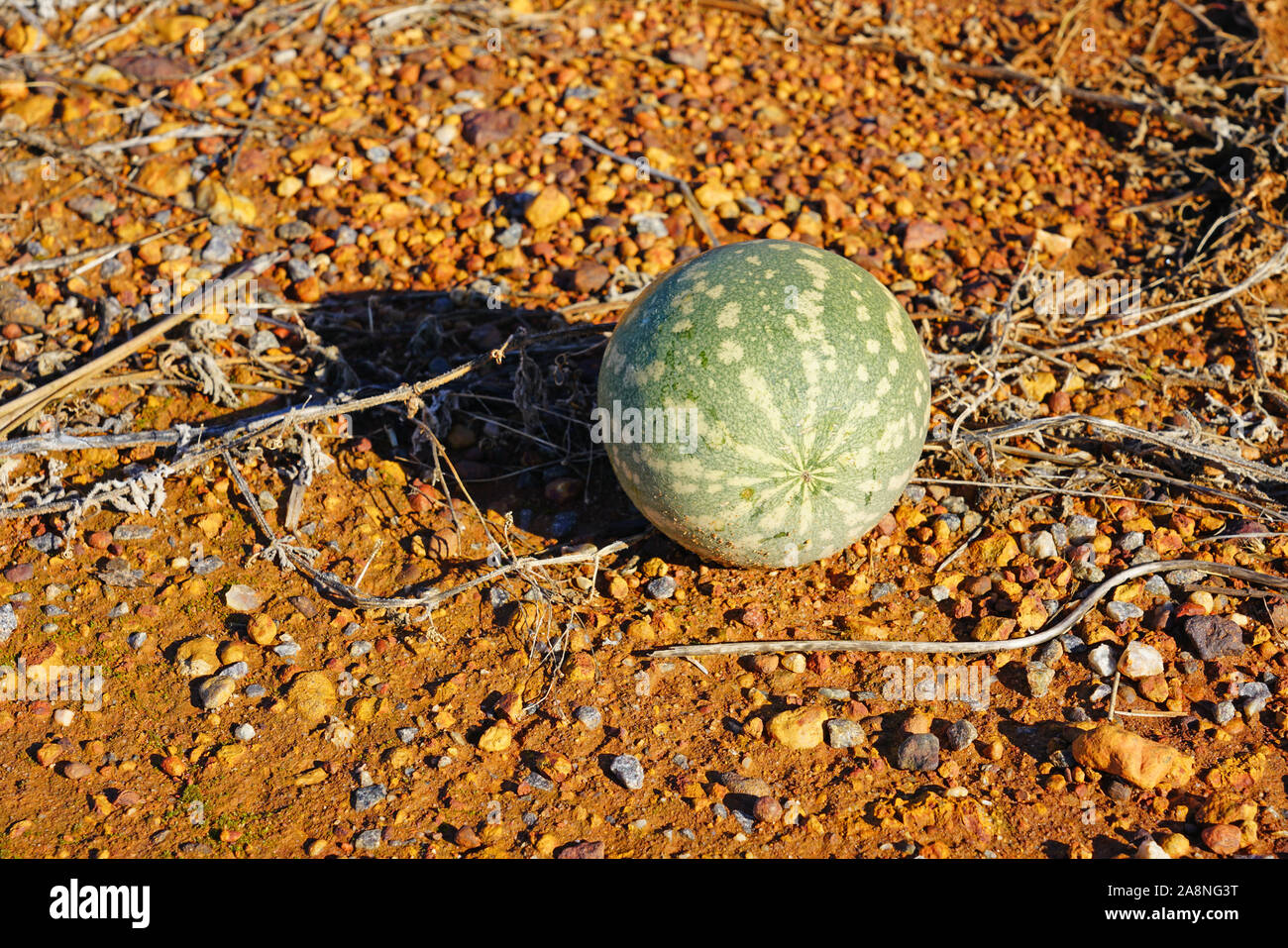 Avis de melon riz sauvage (Citrullus lanatus), une espèce envahissante liée à la pastèque sauvage de plus en plus le long des routes dans l'ouest de l'Australie Banque D'Images