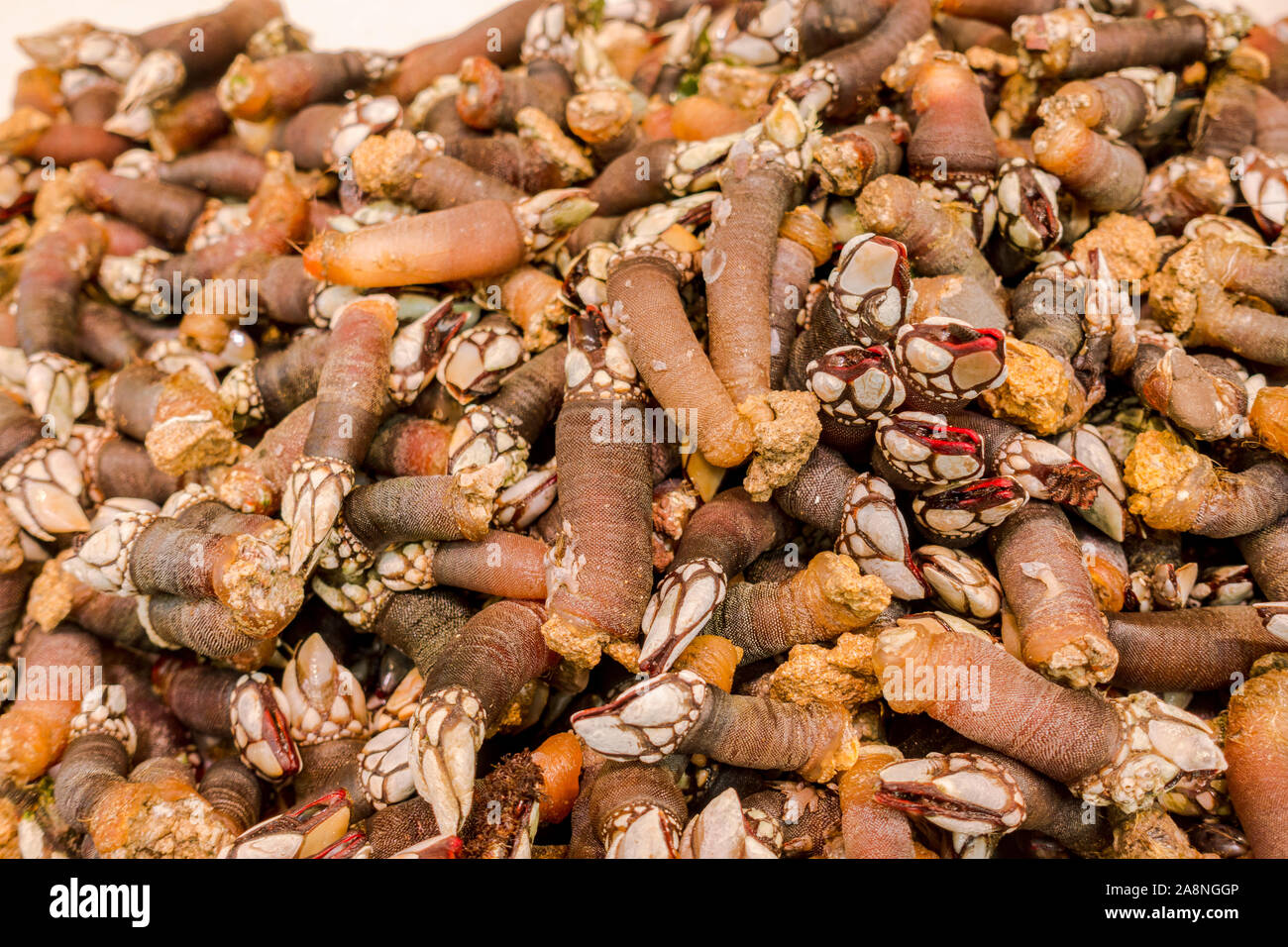 Goose barnacles également appelé pétiolées balanes balanes cygne ou vendus à un marché de Malaga, en Espagne. Banque D'Images