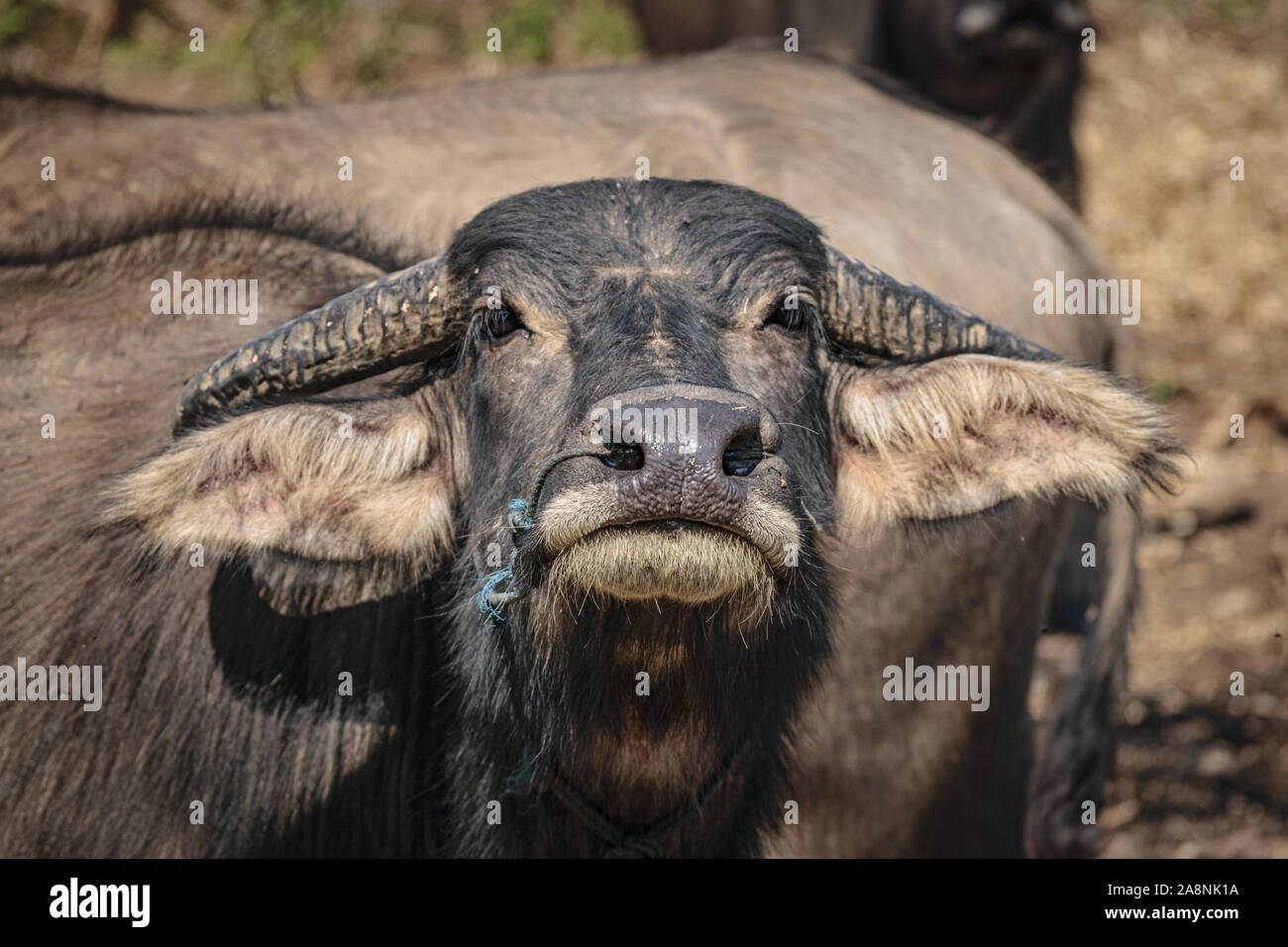 Le buffle d'eau, au Myanmar Banque D'Images