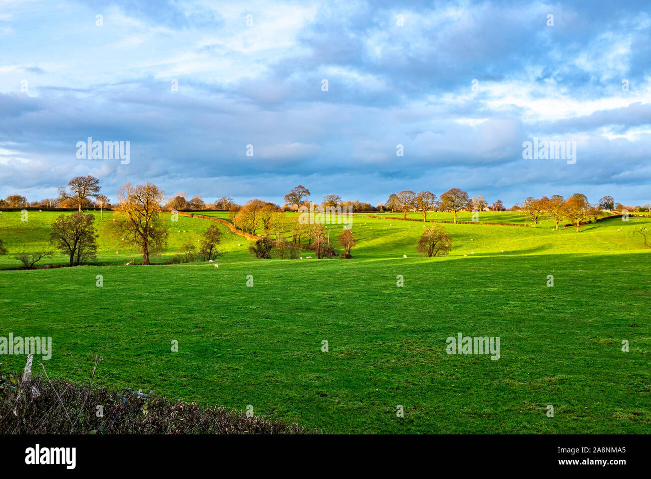 La véritable campagne près de Cheshire UK Sandbach Banque D'Images