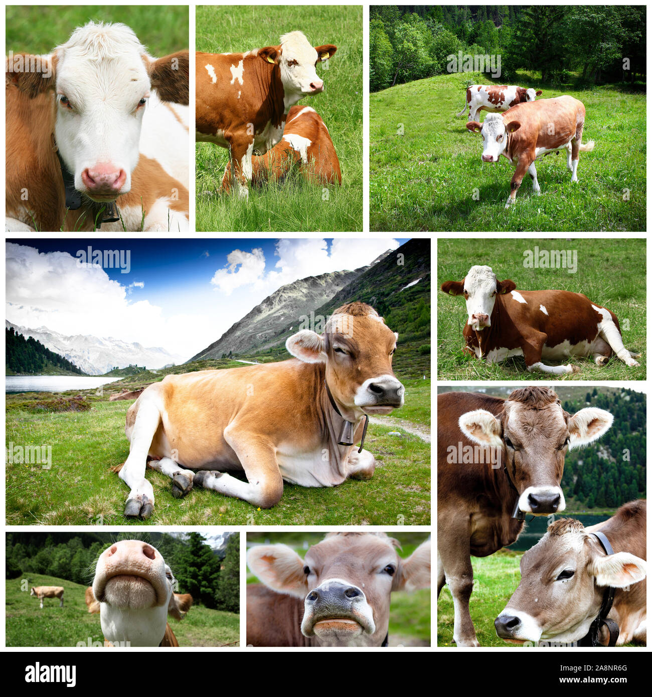 Collage de vaches au pâturage Banque D'Images