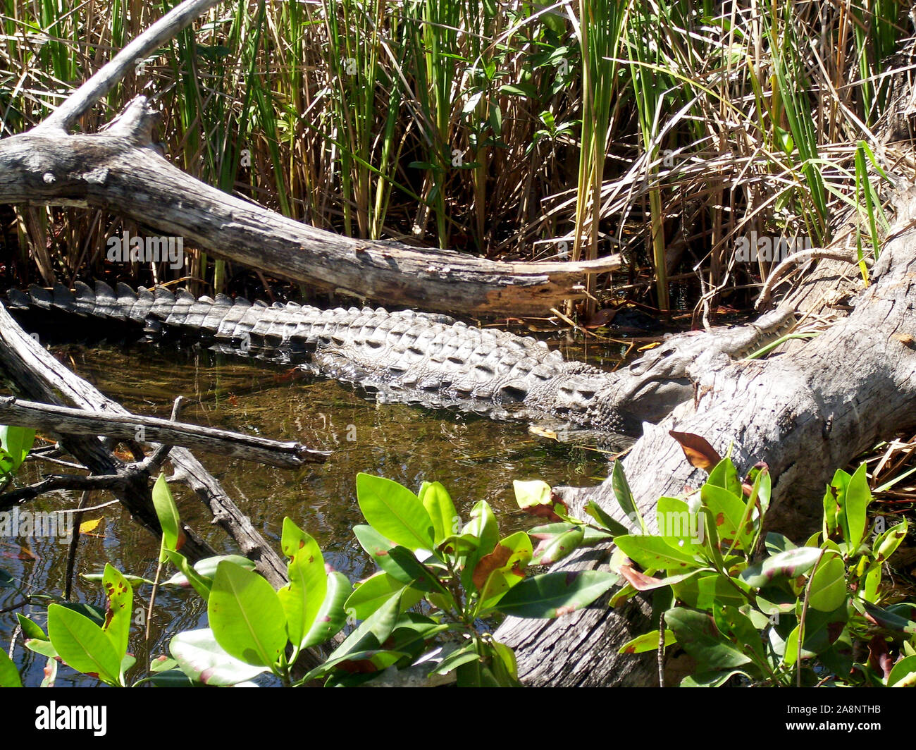 Fait crocodile, Crocodylus acutus, dans les marais de la Jamaïque Banque D'Images