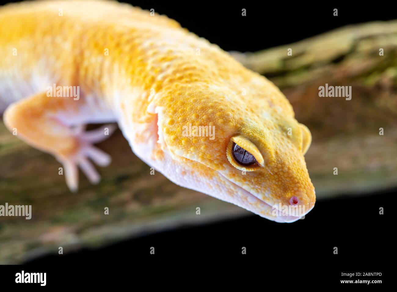 Le gecko léopard, eublepharis macularis, Close up photo sur un fond de bois rond Banque D'Images
