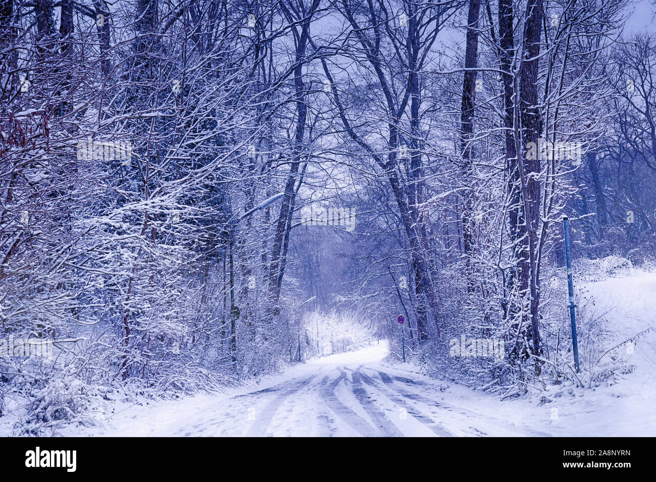 Routes rurales blanches dans la forêt en hiver sous la neige Banque D'Images
