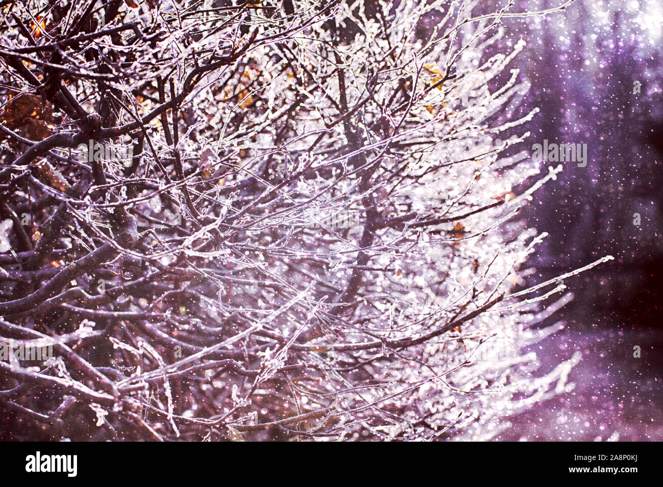 Des brindilles d'arbres gelés en contre-jour, journée d'hiver avec du soleil et de la neige Banque D'Images