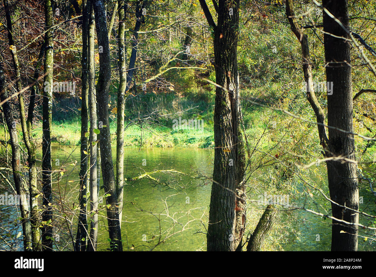 La Haute-bavière, parc national Isarauen - vue de la rivière Isar, à travers les arbres sur les berges en automne Banque D'Images