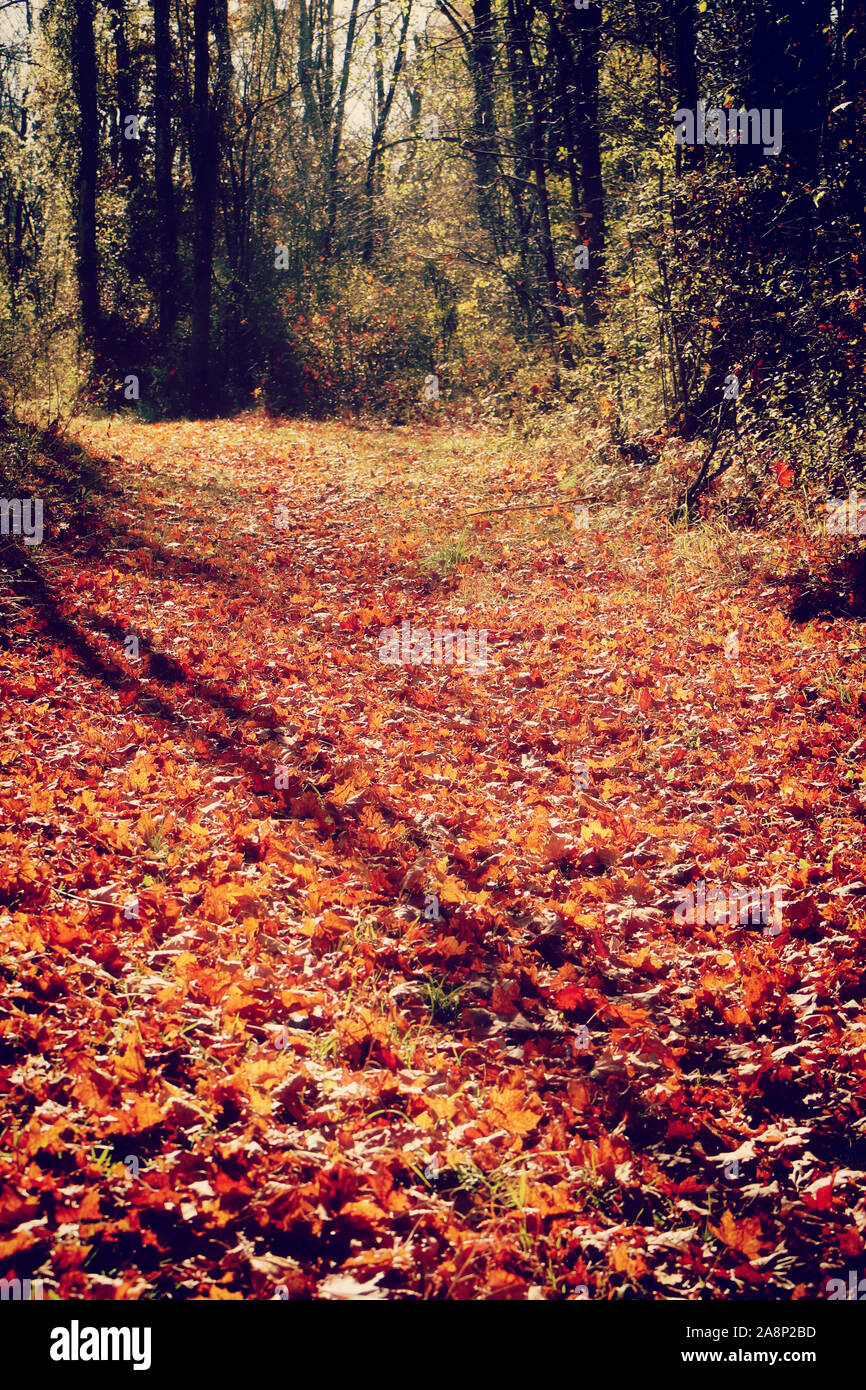 La Bavière, Allemagne - beau tapis rouge de feuilles tombées sur un chemin d'automne dans la forêt dans une journée ensoleillée d'octobre Banque D'Images
