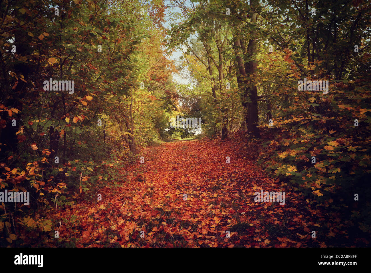 La Bavière, Allemagne - beau tapis rouge de feuilles tombées sur un chemin dans la forêt d'automne Banque D'Images