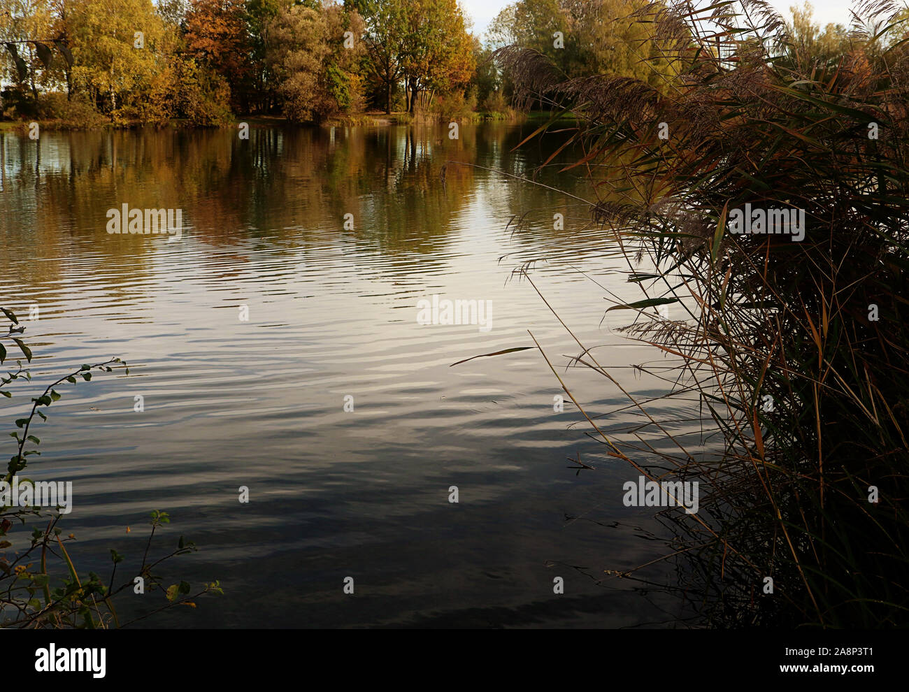 Badeweiher petit lac près de Finsing, Haute-bavière en automne, calme et idyllique Banque D'Images