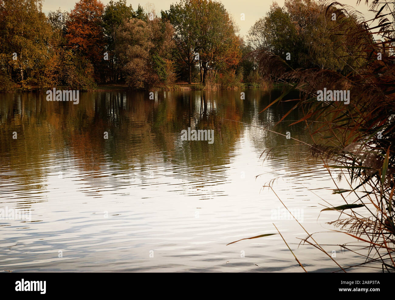 Badeweiher petit lac près de Finsing, Haute-bavière en automne, calme et idyllique Banque D'Images