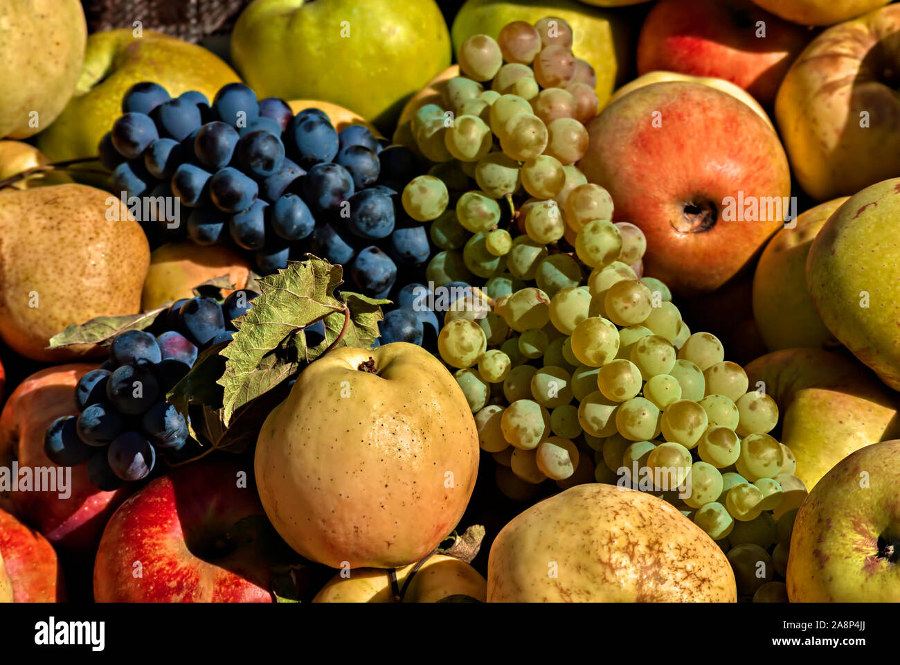 Assortiment de fruits d'automne. La Bulgarie ; Banque D'Images