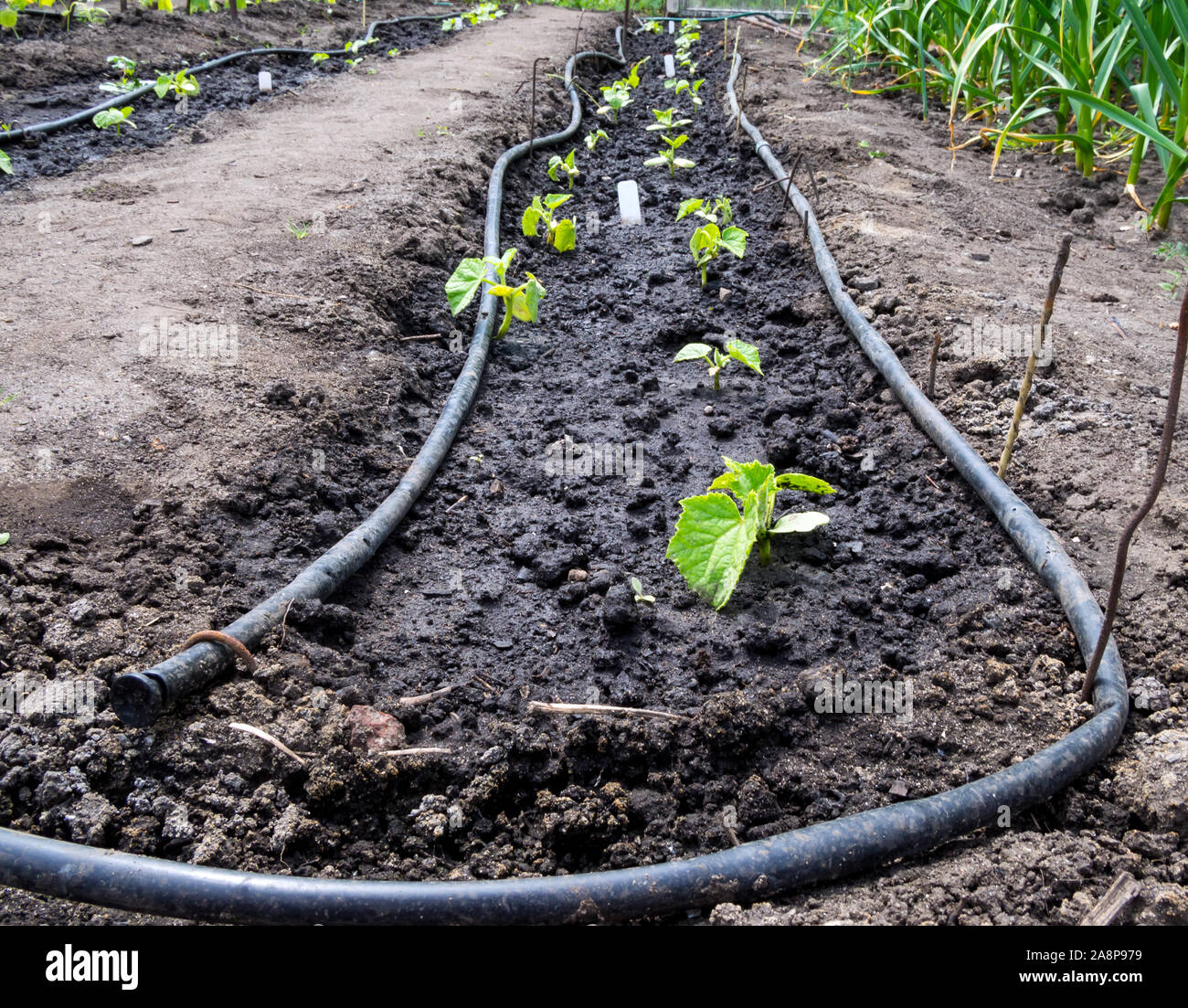 Les flexibles hydrauliques sur le sol l'irrigation goutte à goutte dans le jardin Banque D'Images