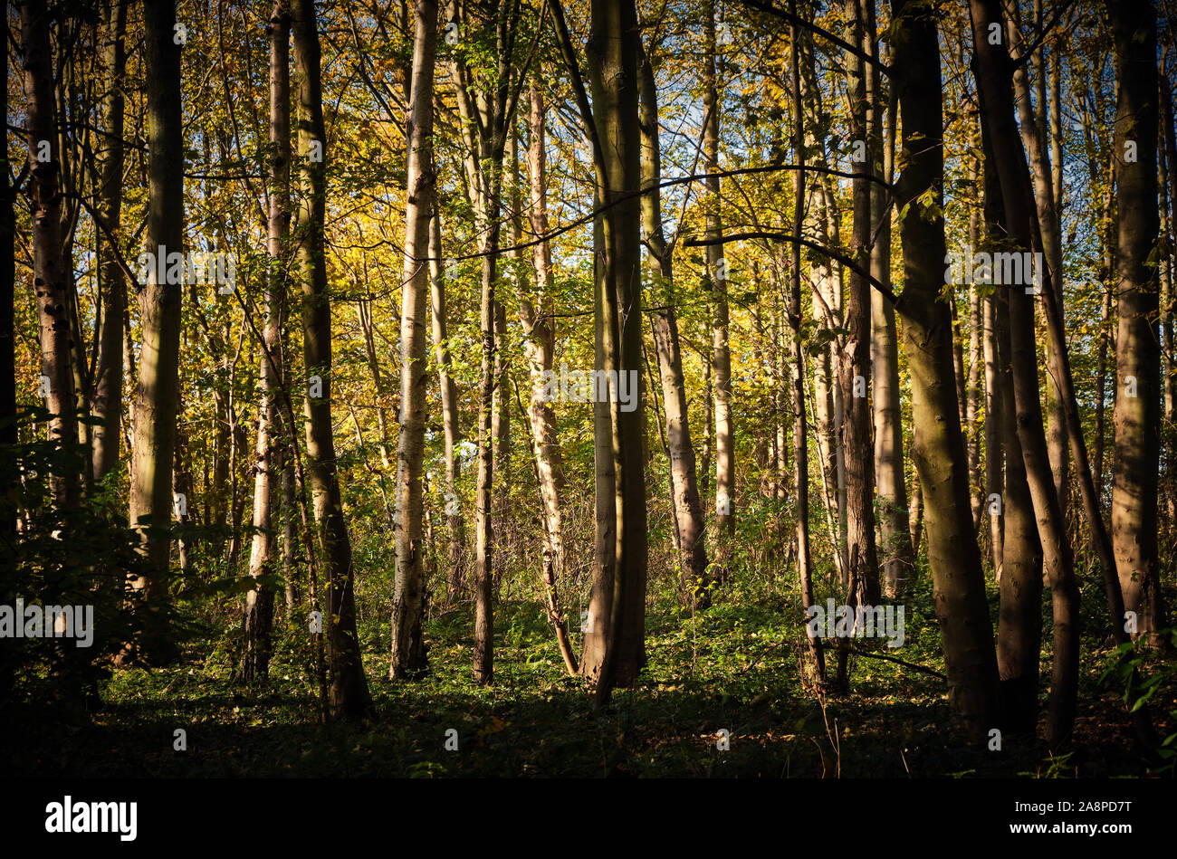 Rangées de bouleaux argentés Betula pendula dans un bois avec le soleil qui brille à travers à l'automne Banque D'Images