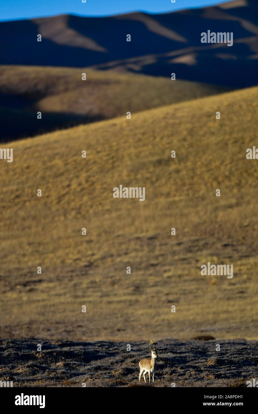 Golog. Nov 9, 2019. Photo prise le 9 novembre 2019 montre une gazelle tibétaine sur une prairie dans le comté de Maqen de la préfecture autonome tibétaine de Golog, dans le nord-ouest de la Chine, Province de Qinghai. Credit : Zhang Long/Xinhua/Alamy Live News Banque D'Images