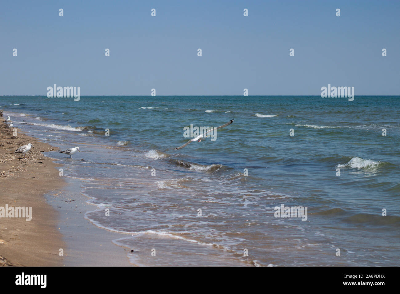 Flying seagull sur la côte de la mer. Ciel bleu clair. Banque D'Images