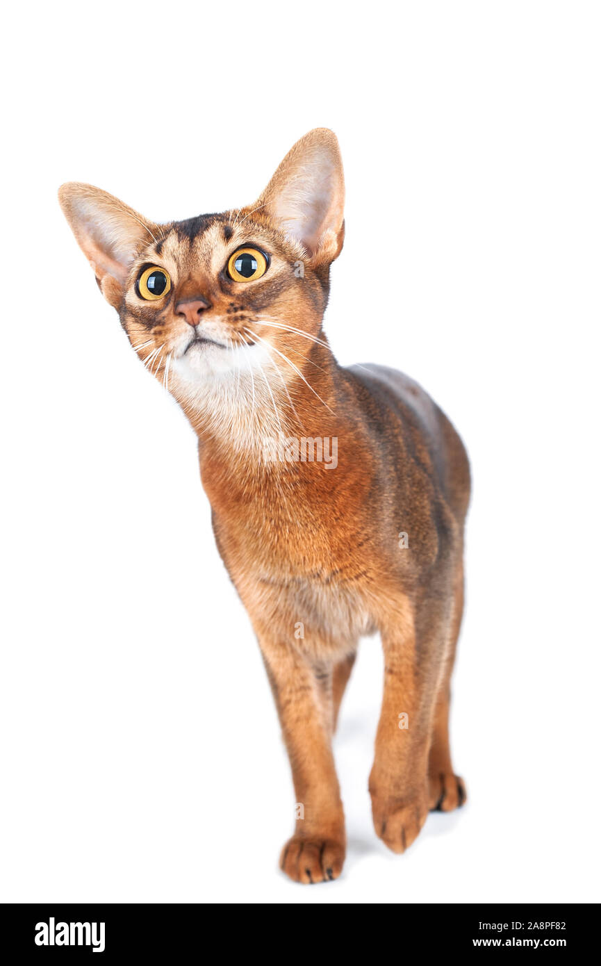 Beau Portrait De Chat Abyssin Isole Sur Blanc Chat Est Interestedly A Photo Stock Alamy