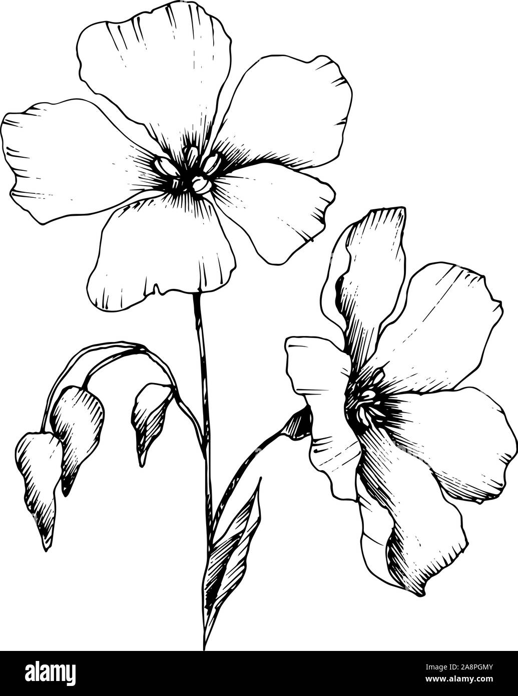 Vector floral fleurs botanique de lin. Gravée en noir et blanc L'art d'illustration de lin isolés élément. Illustration de Vecteur