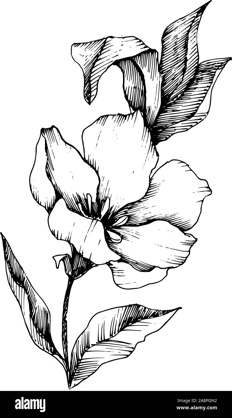 Vector floral fleurs botanique de lin. Gravée en noir et blanc L'art d'illustration de lin isolés élément. Illustration de Vecteur