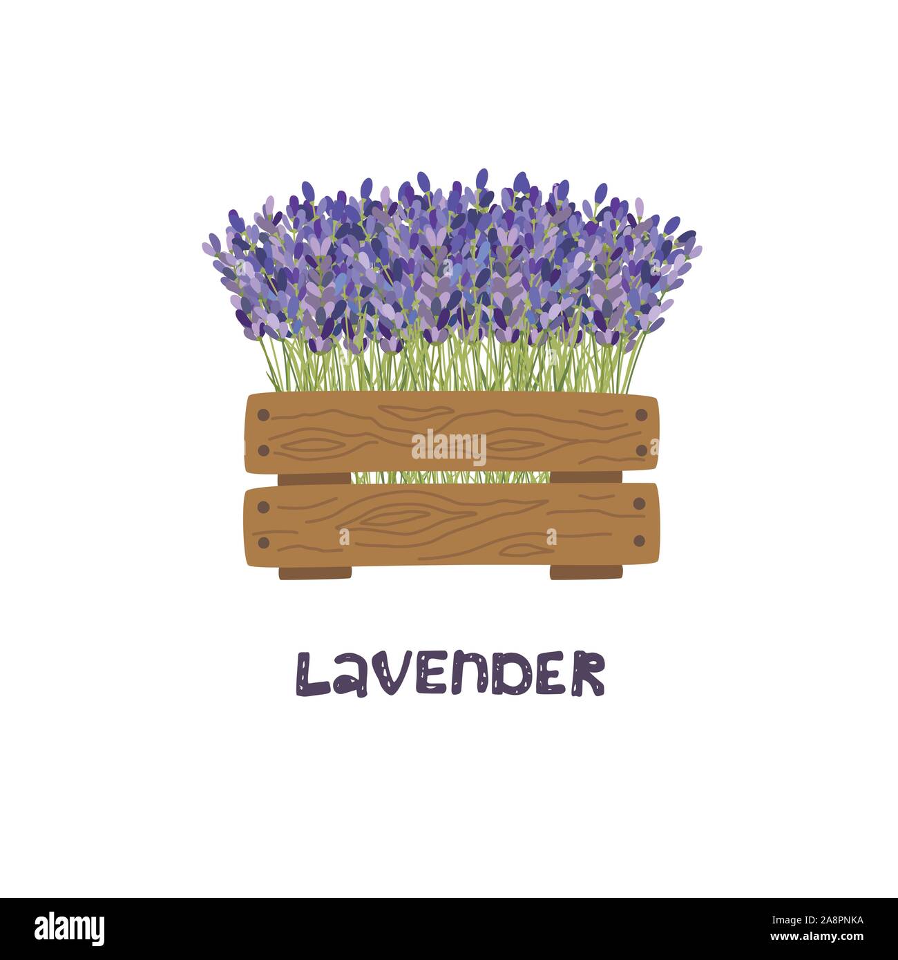 Bouquet de lavande dans une jardinière en bois. Vector illustration. Illustration de Vecteur