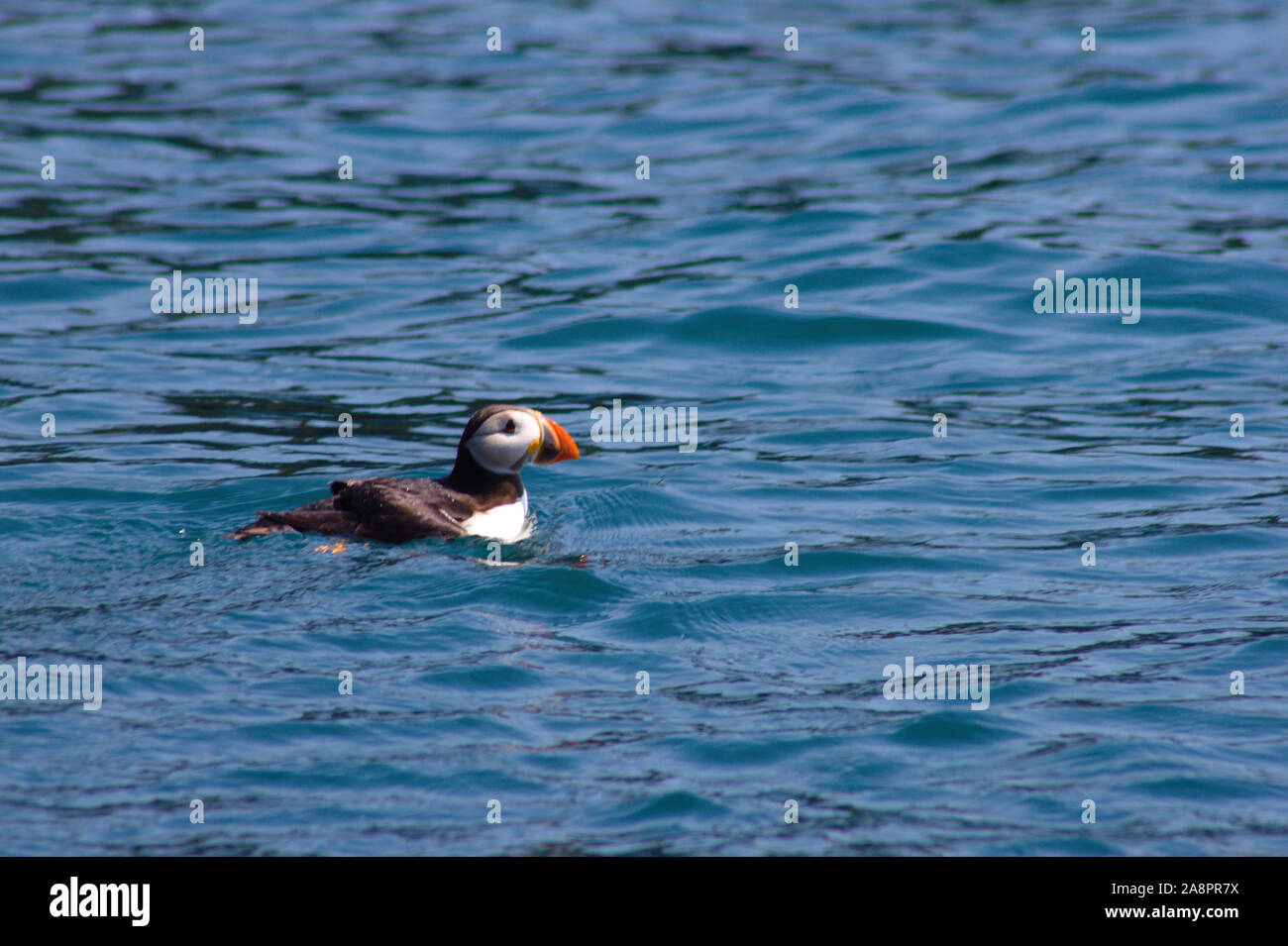 Piscine macareux sur surface de l'eau dans le sud du Pays de Galles. Banque D'Images