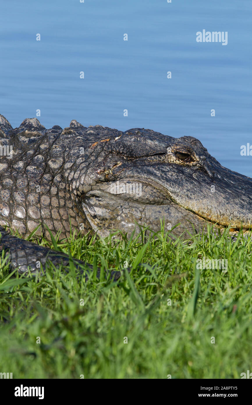 Alligator Alligator mississippiensis) (Myakka River State Park, Florida, USA. Banque D'Images