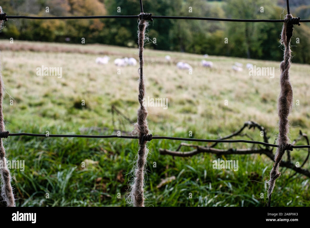 La laine accroché à une clôture métallique Banque D'Images