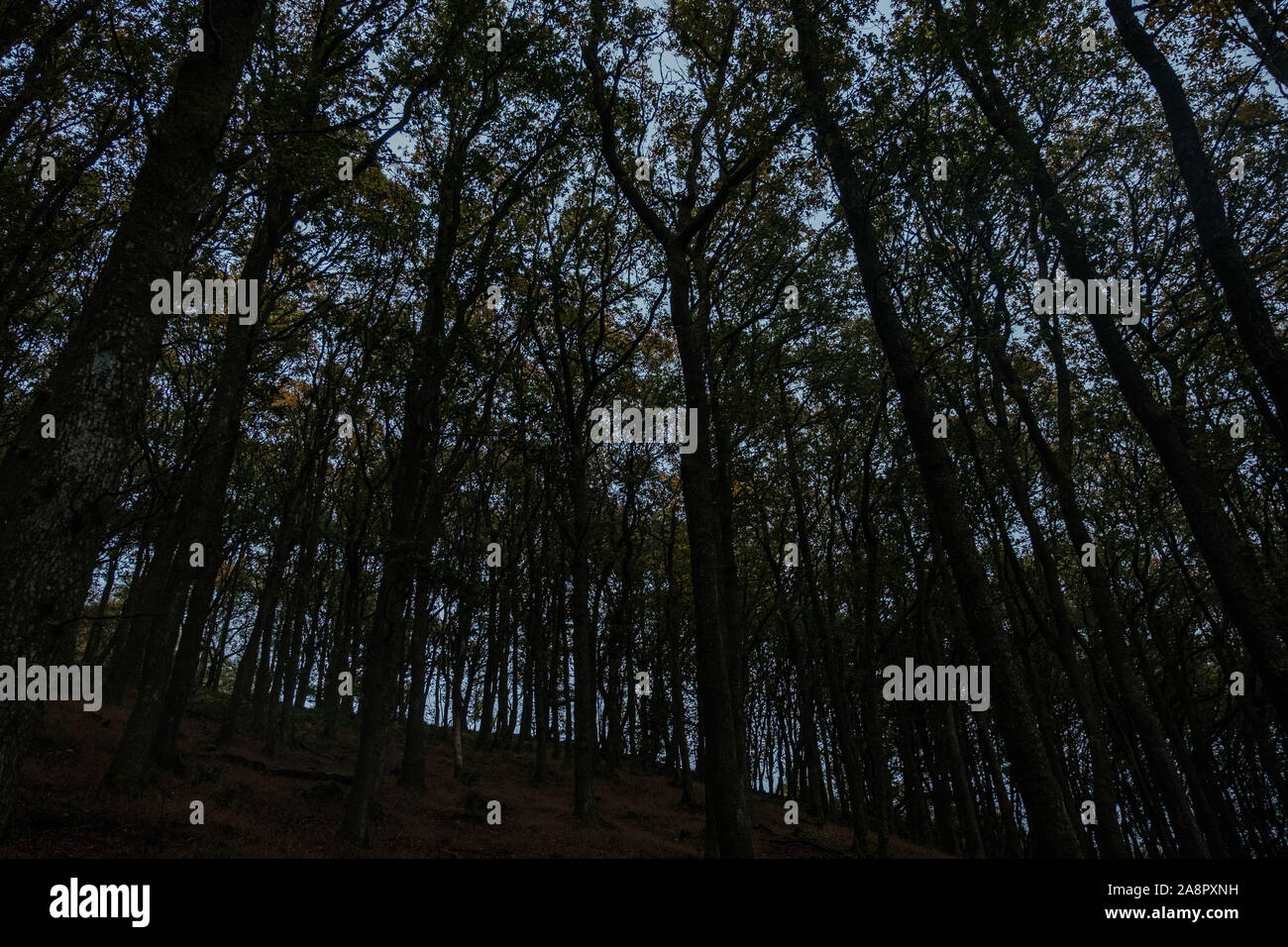 Woods dans les Brecon Beacons Banque D'Images